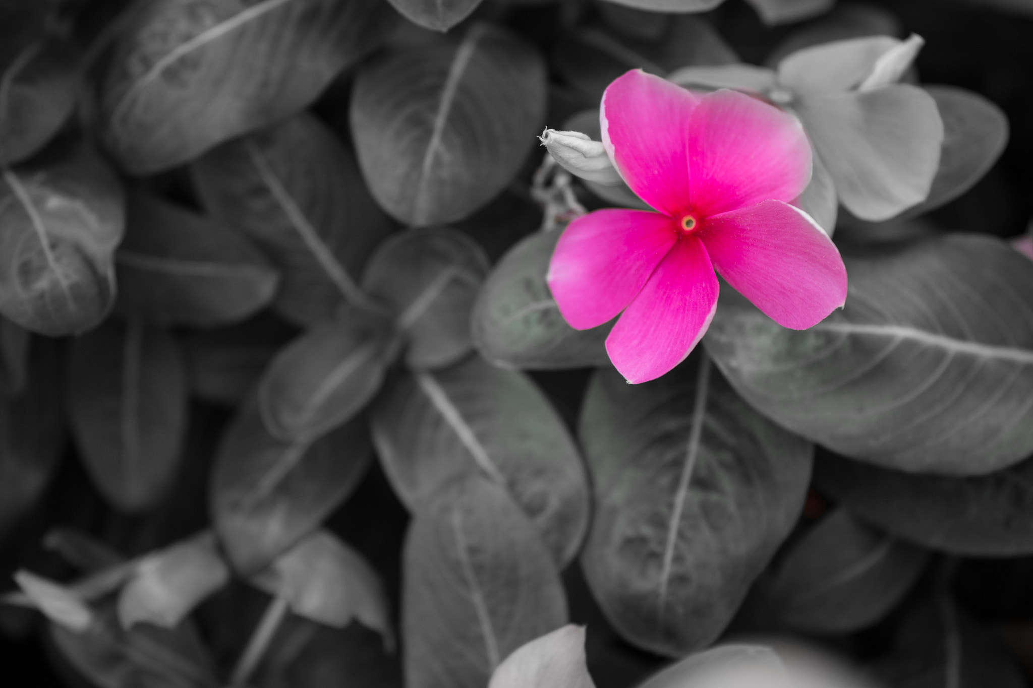 Canon EOS 100D (EOS Rebel SL1 / EOS Kiss X7) sample photo. Flower photography
