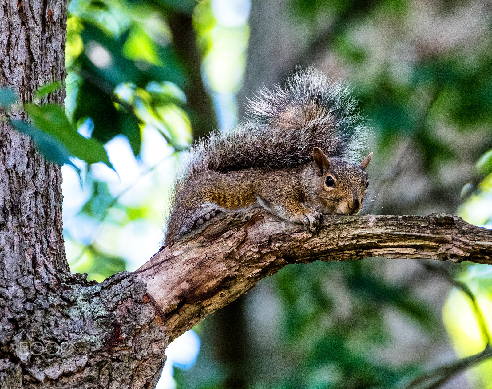 Fujifilm XF 100-400mm F4.5-5.6 R LM OIS WR sample photo. Squirrel in a tree photography