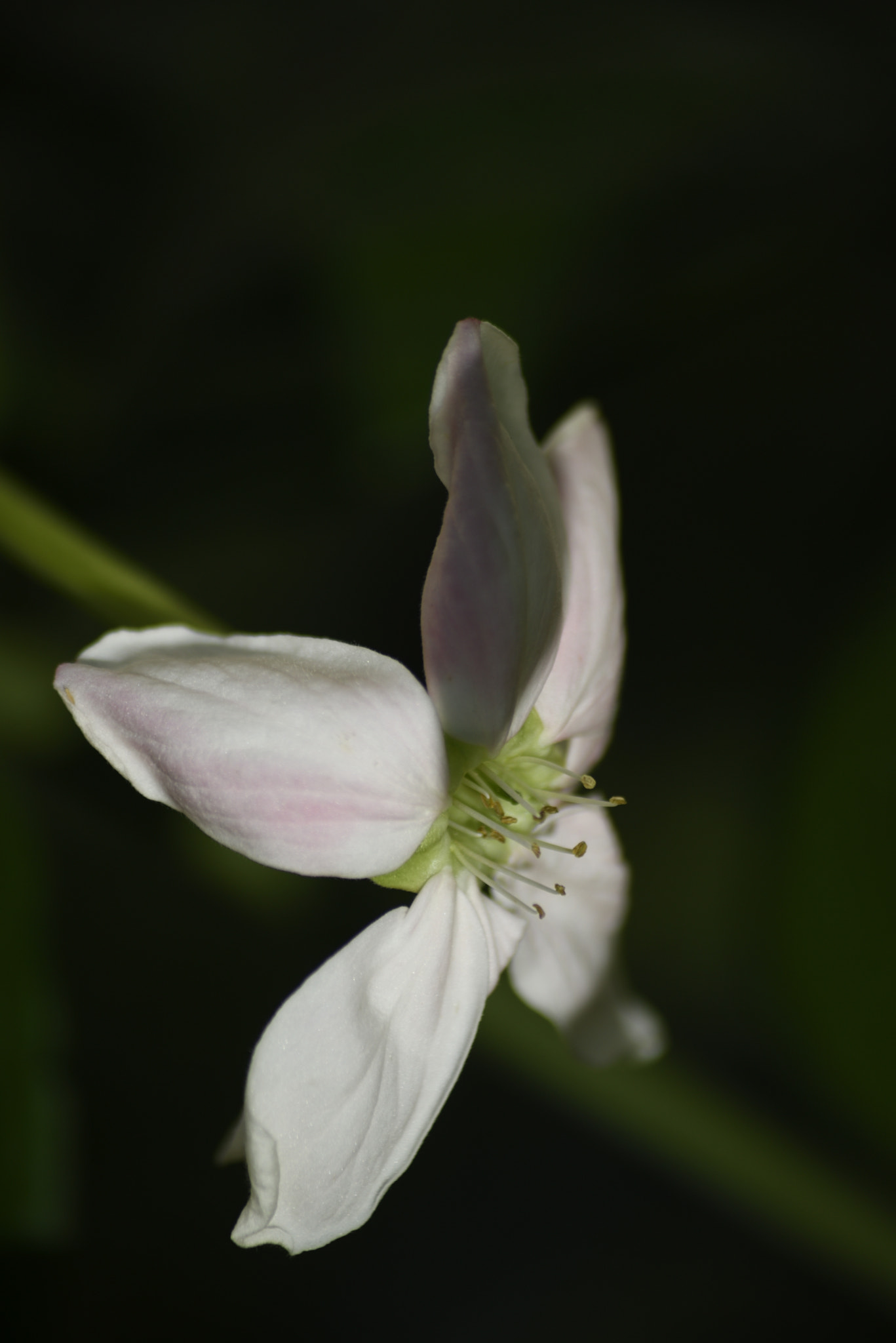 Sigma 70-300mm F4-5.6 APO Macro Super II sample photo. Inviting white flower photography