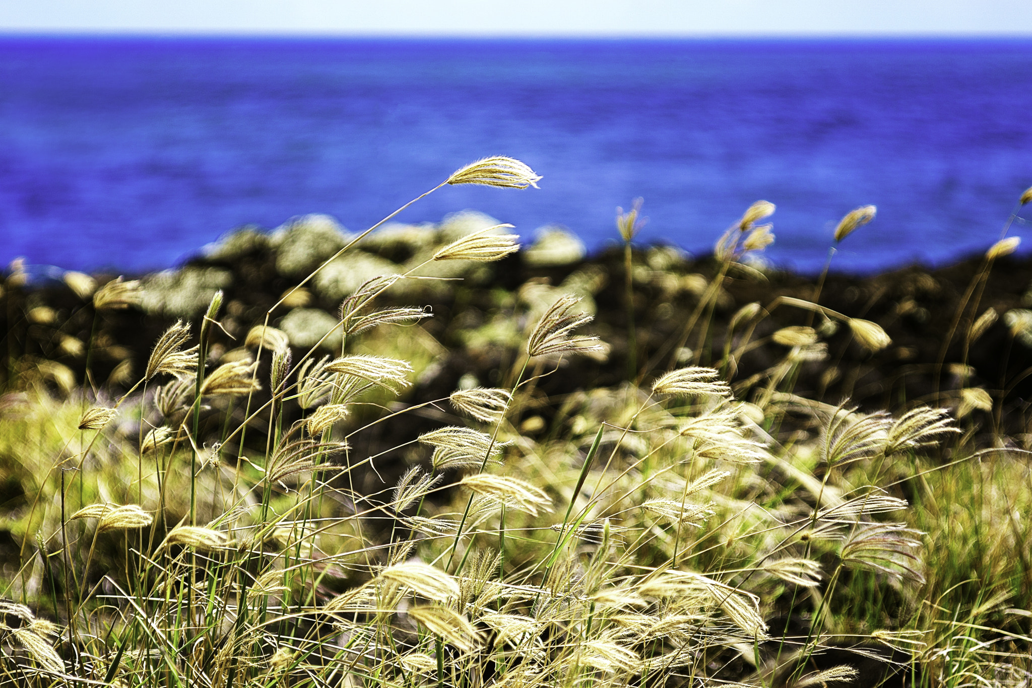 Sony Vario-Sonnar T* 24-70mm F2.8 ZA SSM II sample photo. Wheat w ocean background photography
