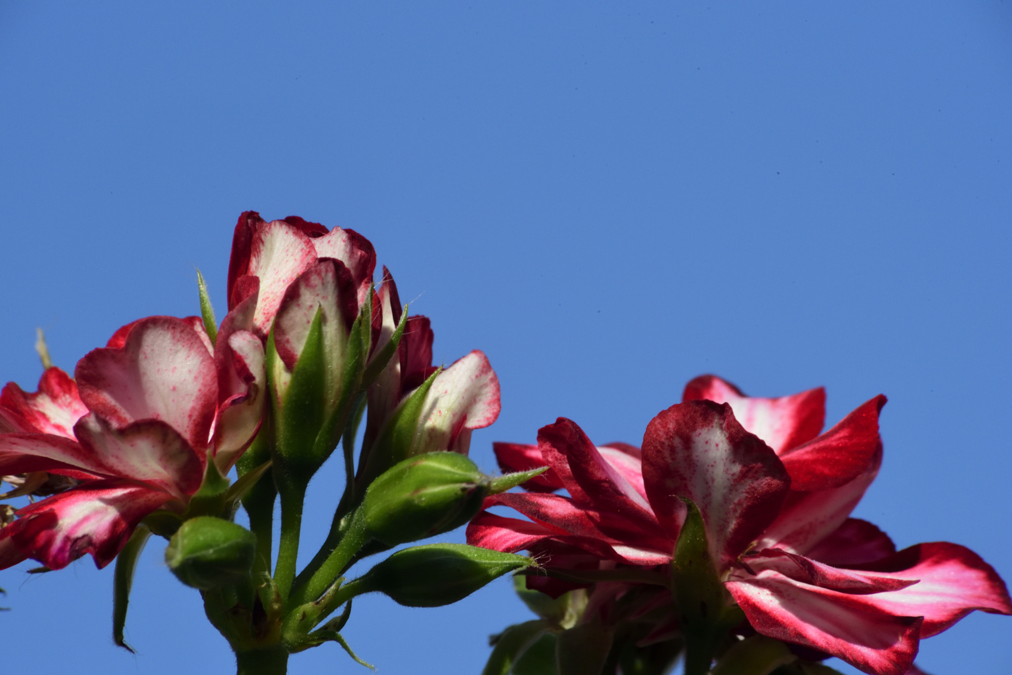 Sigma 70-300mm F4-5.6 APO Macro Super II sample photo. Interesting geranium photography