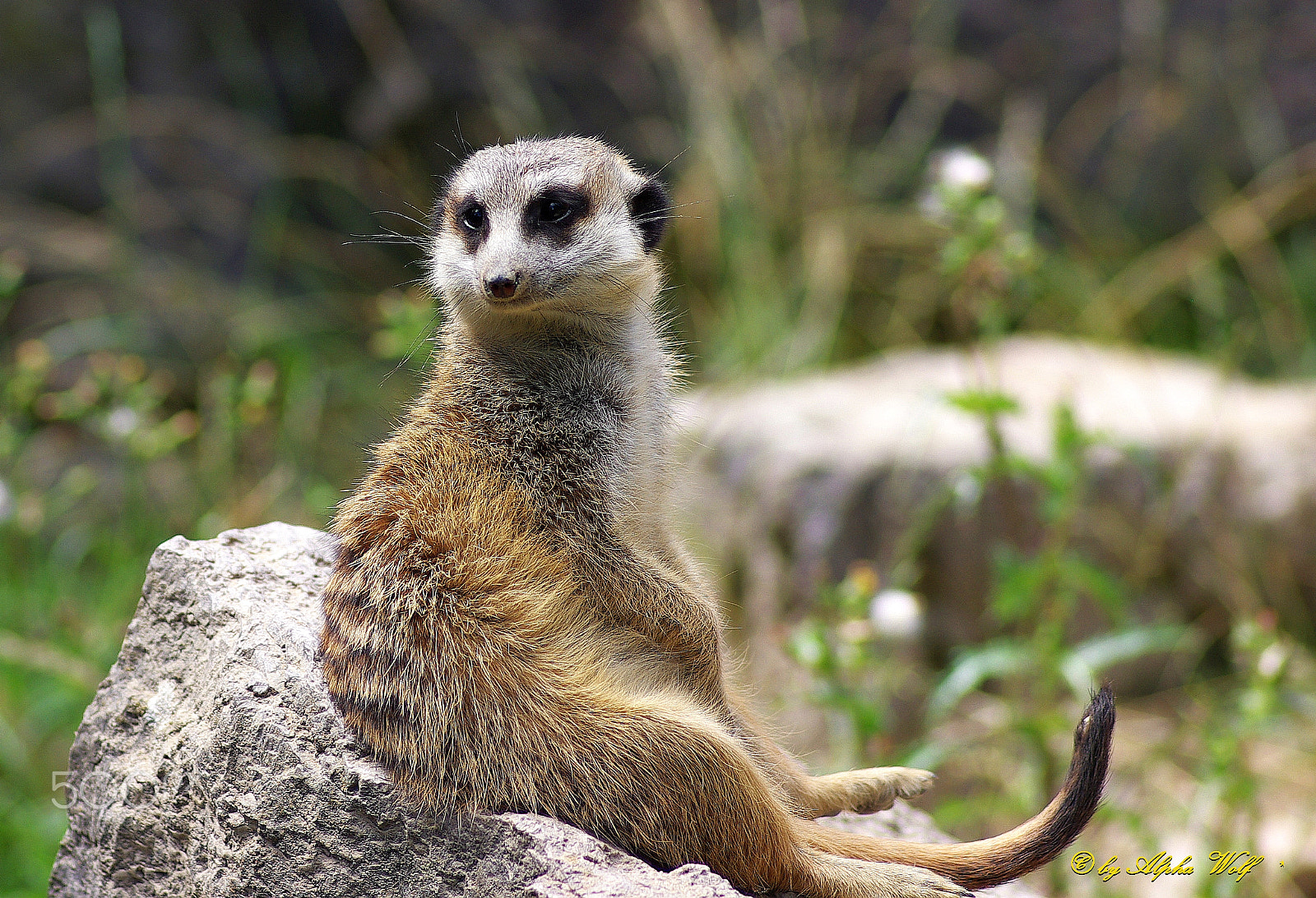 Pentax smc D-FA 100mm F2.8 Macro WR sample photo. Meerkats photography