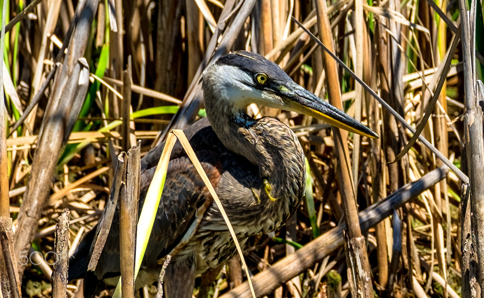 Fujifilm XF 100-400mm F4.5-5.6 R LM OIS WR sample photo. The look photography