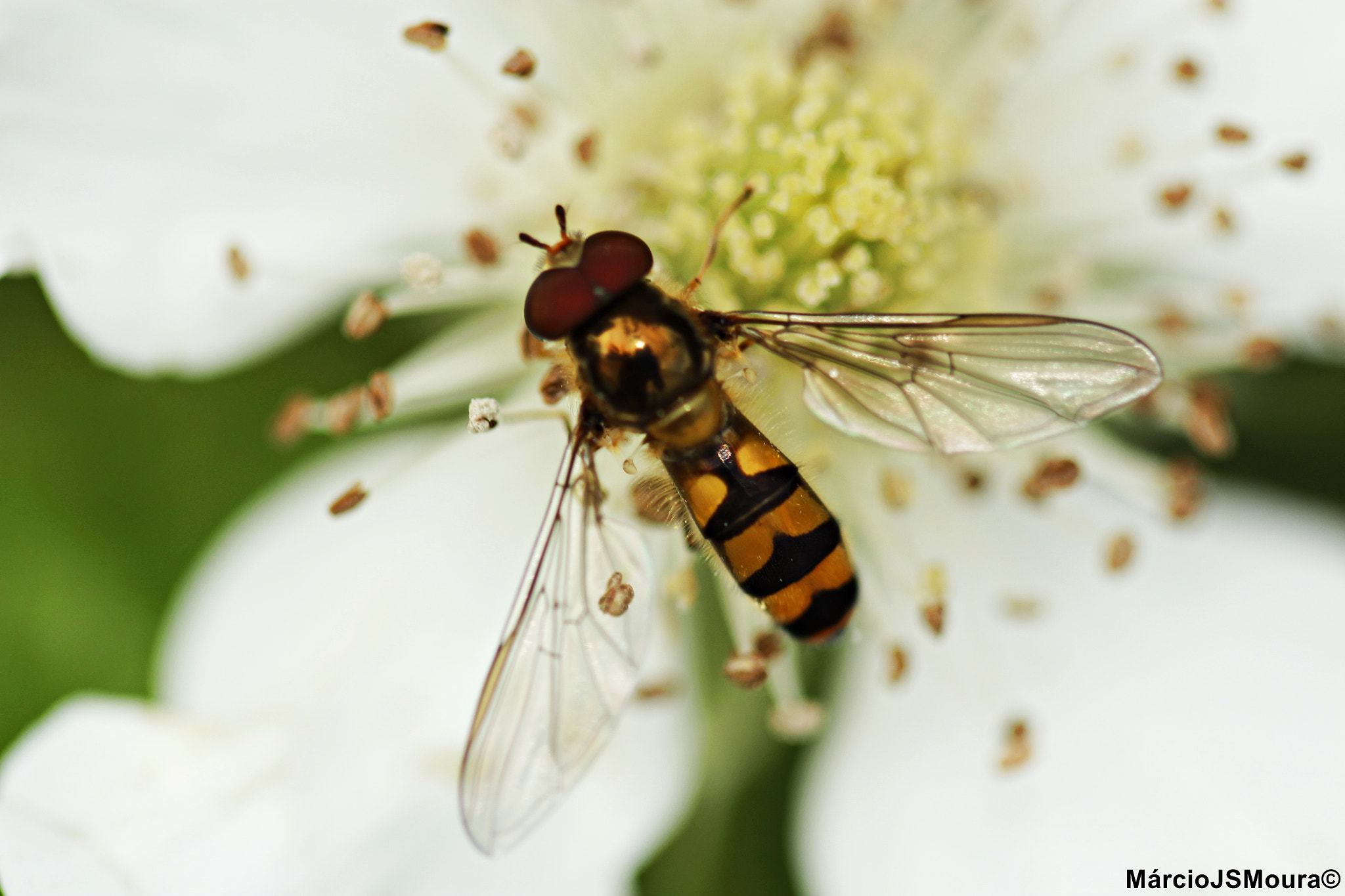 Sigma 24-105mm f/4 DG OS HSM | A sample photo. Listrada ( striped ) photography