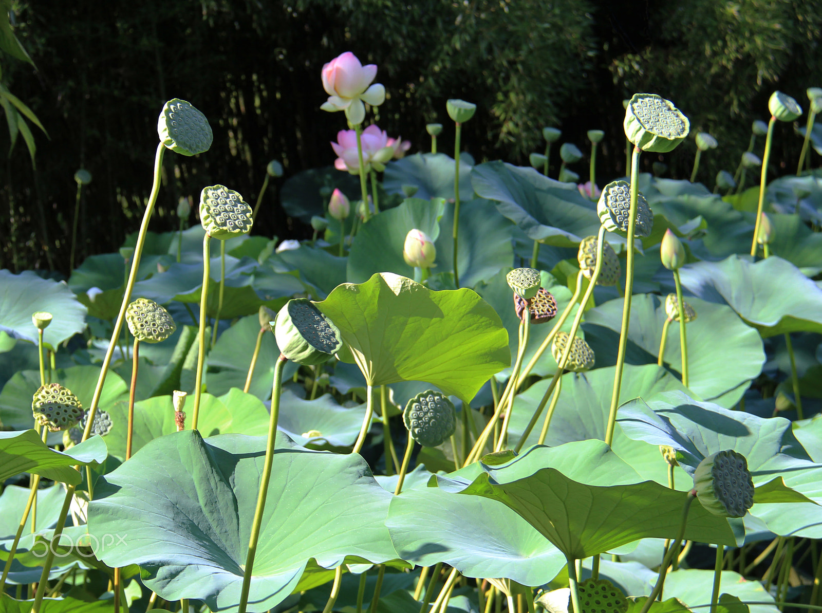 Canon EF-S 18-200mm F3.5-5.6 IS sample photo. Summer textures - water lilies photography