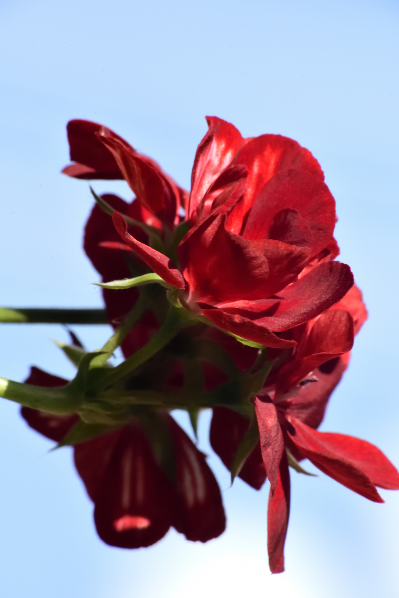 Sigma 70-300mm F4-5.6 APO Macro Super II sample photo. More geranium flowers from our garden photography