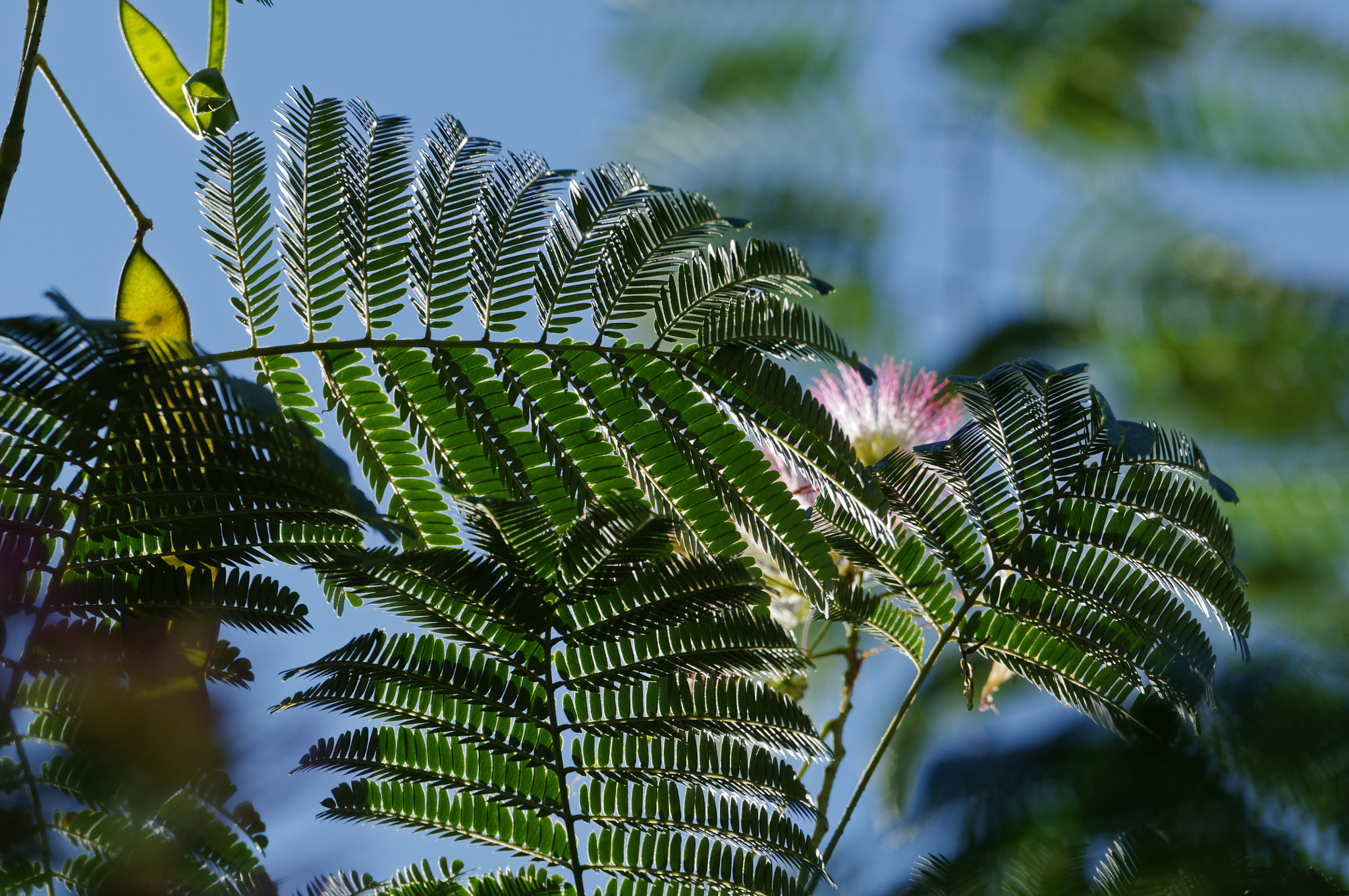 Nikon D300S sample photo. Dxo photography