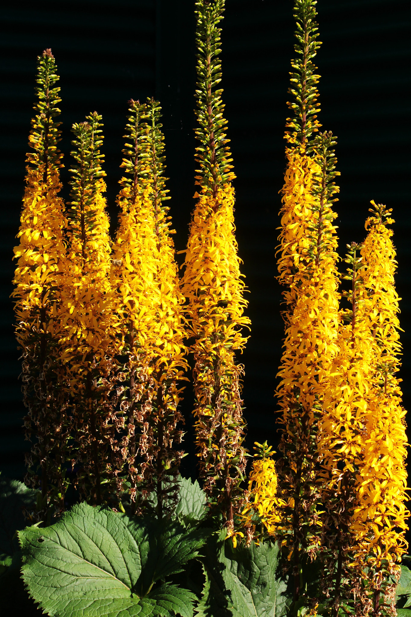 Canon EF-S 55-250mm F4-5.6 IS II sample photo. Yellow rockets photography