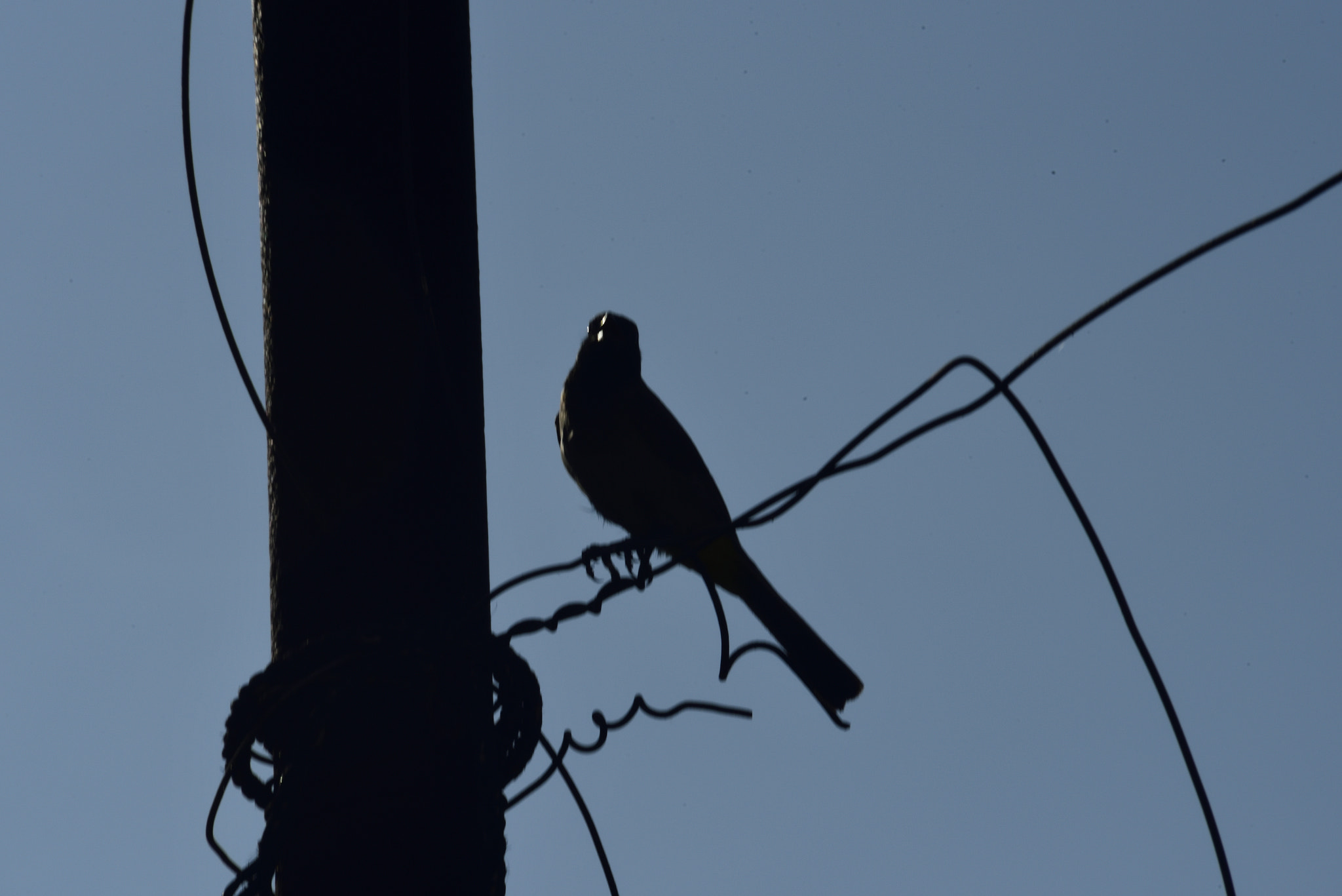 Sigma 70-300mm F4-5.6 APO Macro Super II sample photo. Bird silhouette photography