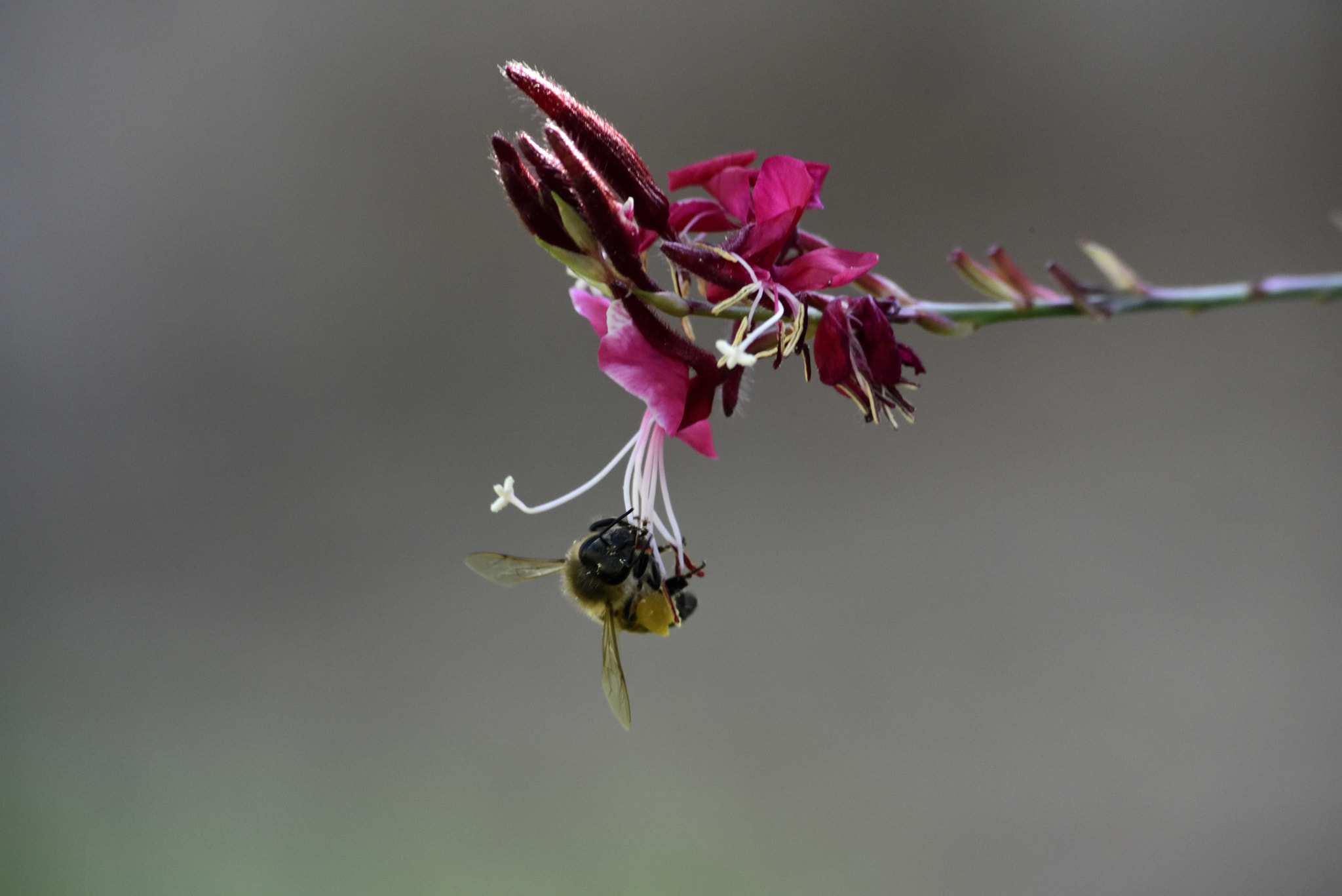 Sigma 70-300mm F4-5.6 APO Macro Super II sample photo. Gaura and bee photography