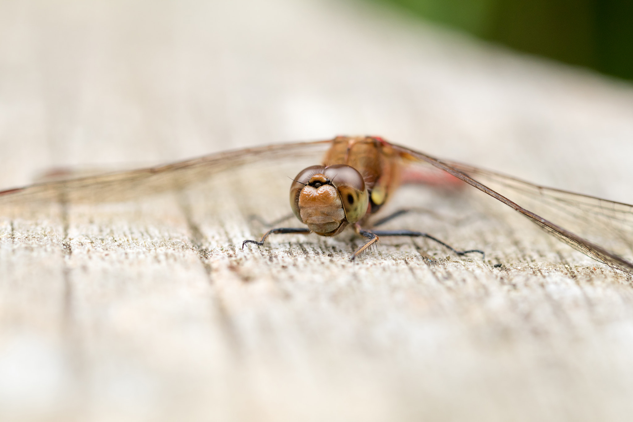 Sigma 105mm F2.8 EX DG OS HSM sample photo. The smiler photography