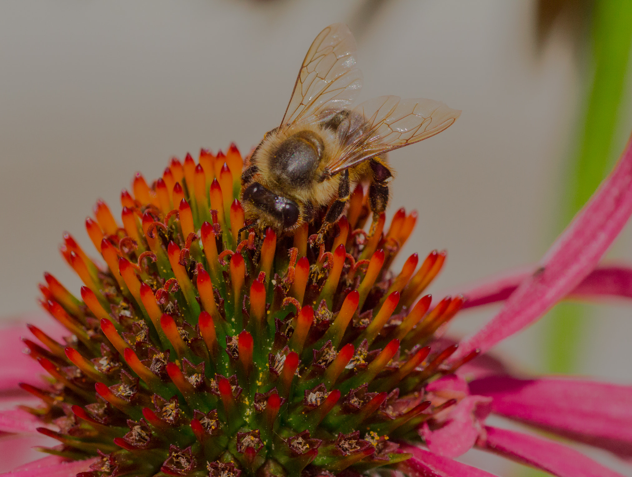 Canon EOS 60D + Tamron SP AF 90mm F2.8 Di Macro sample photo. Just a bee??  photography