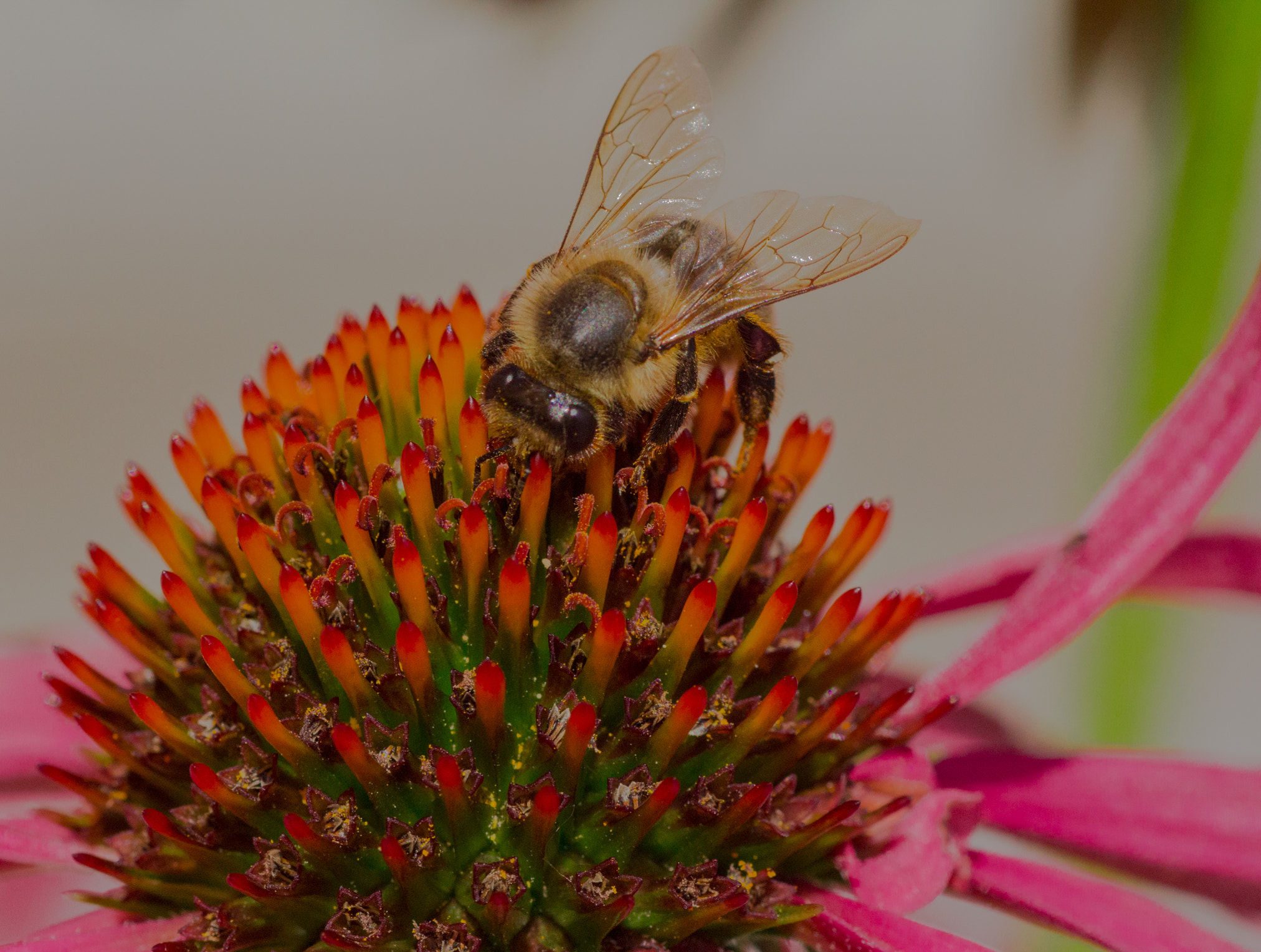 Tamron SP AF 90mm F2.8 Di Macro sample photo. Just a bee??  photography