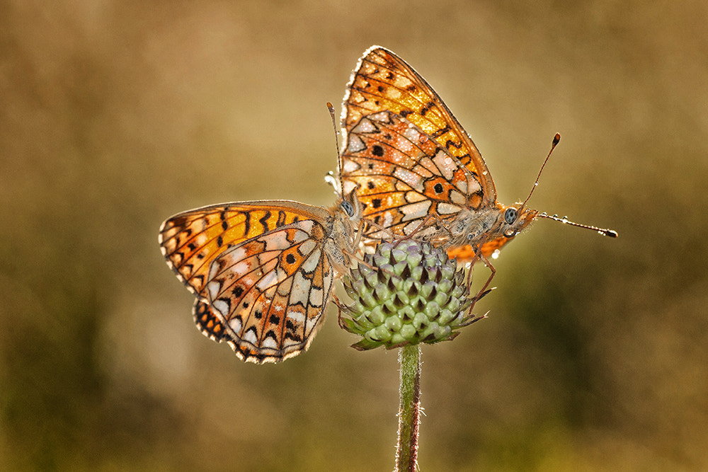 Sony Alpha DSLR-A700 + Tamron SP AF 90mm F2.8 Di Macro sample photo. Just the two of us! photography