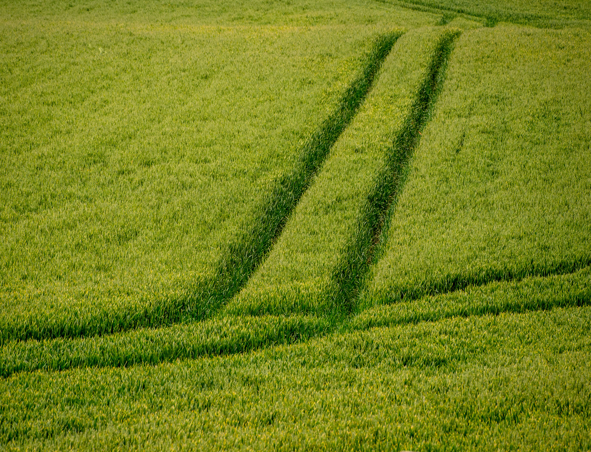 Olympus OM-D E-M5 sample photo. Tracks in crops photography
