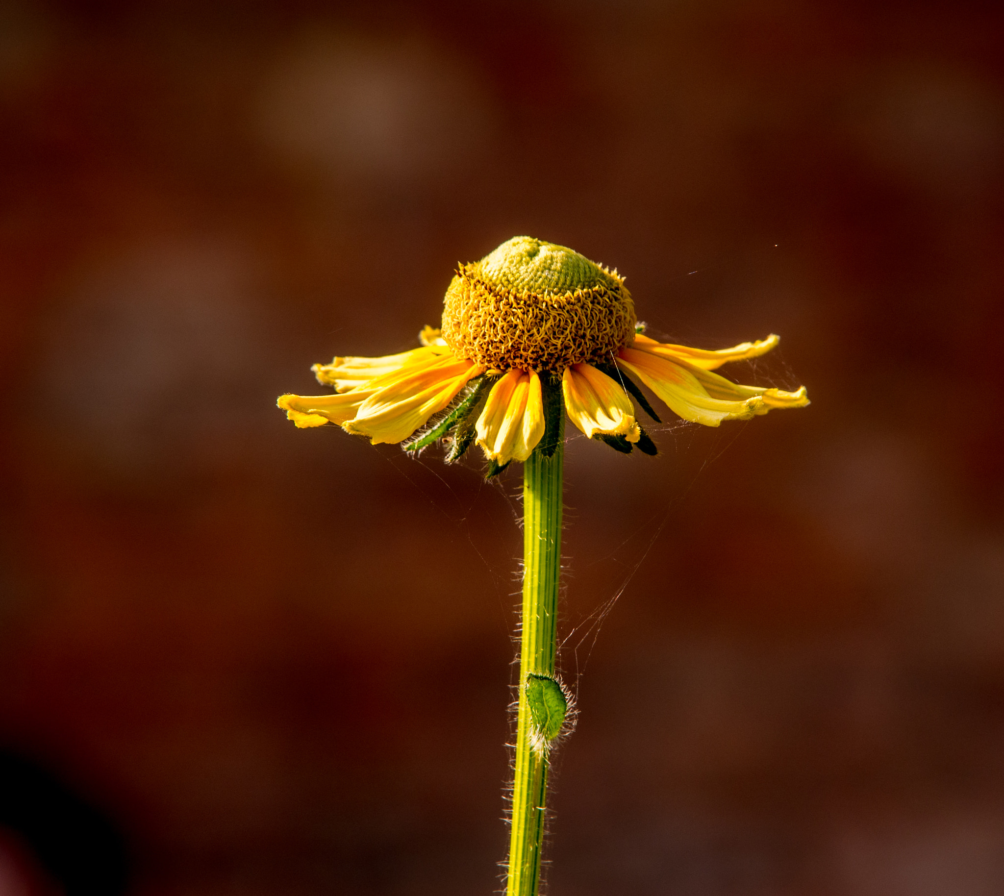 Olympus OM-D E-M5 sample photo. Yellow flower photography