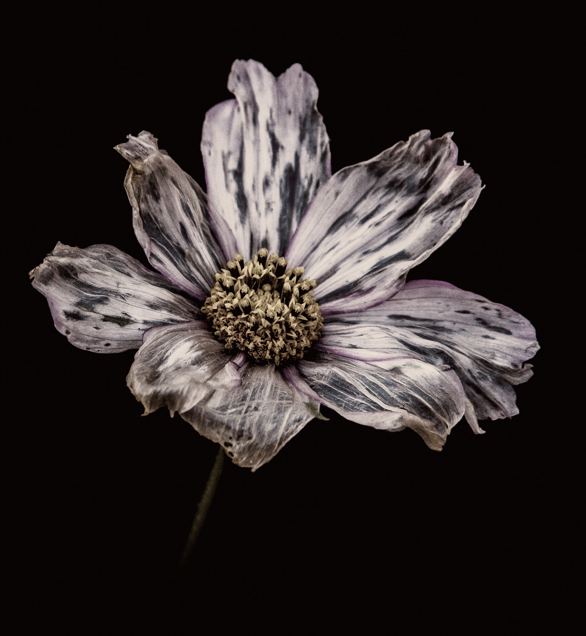 Olympus OM-D E-M5 sample photo. Decaying flower photography