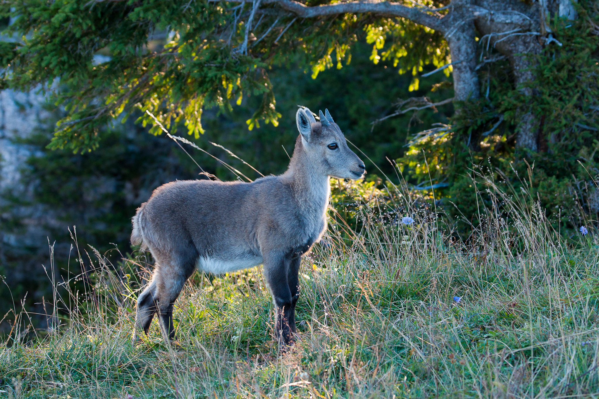 Sony Alpha DSLR-A700 + Sony 70-400mm F4-5.6 G SSM sample photo. Creux du van photography