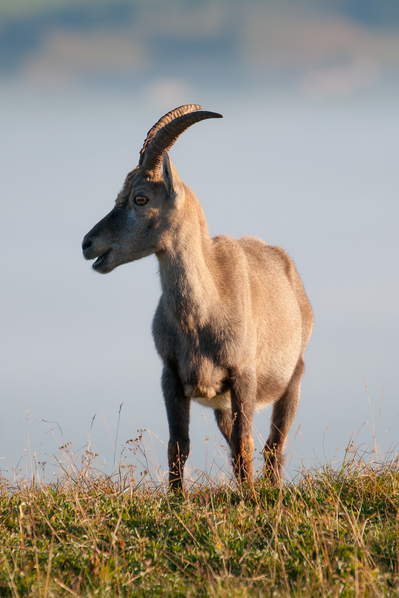 Sony Alpha DSLR-A700 + Sony 70-400mm F4-5.6 G SSM sample photo. Creux du van photography