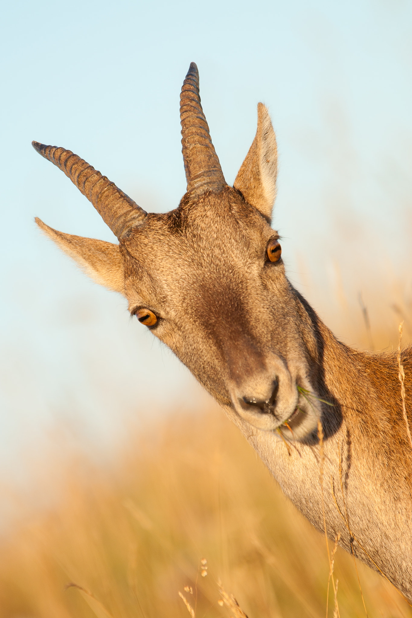 Sony Alpha DSLR-A700 + Sony 70-400mm F4-5.6 G SSM sample photo. Creux du van photography