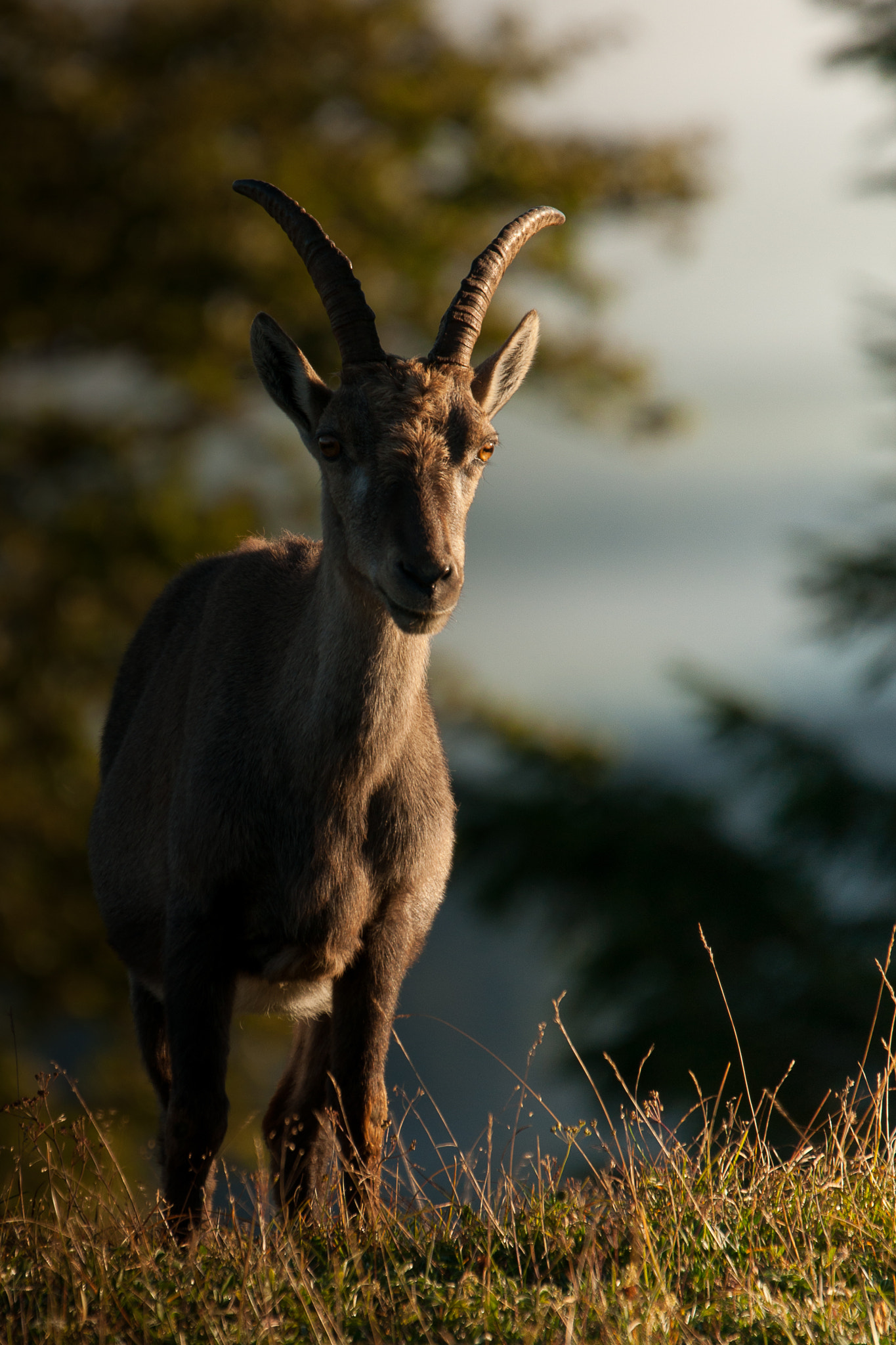 Sony Alpha DSLR-A700 sample photo. Creux du van photography