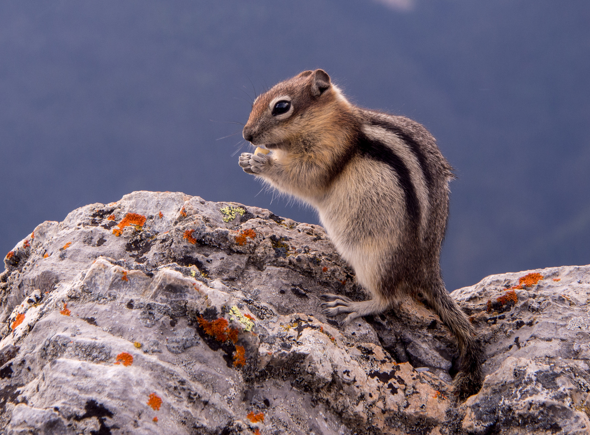 Olympus OM-D E-M5 sample photo. Ground squirrel photography