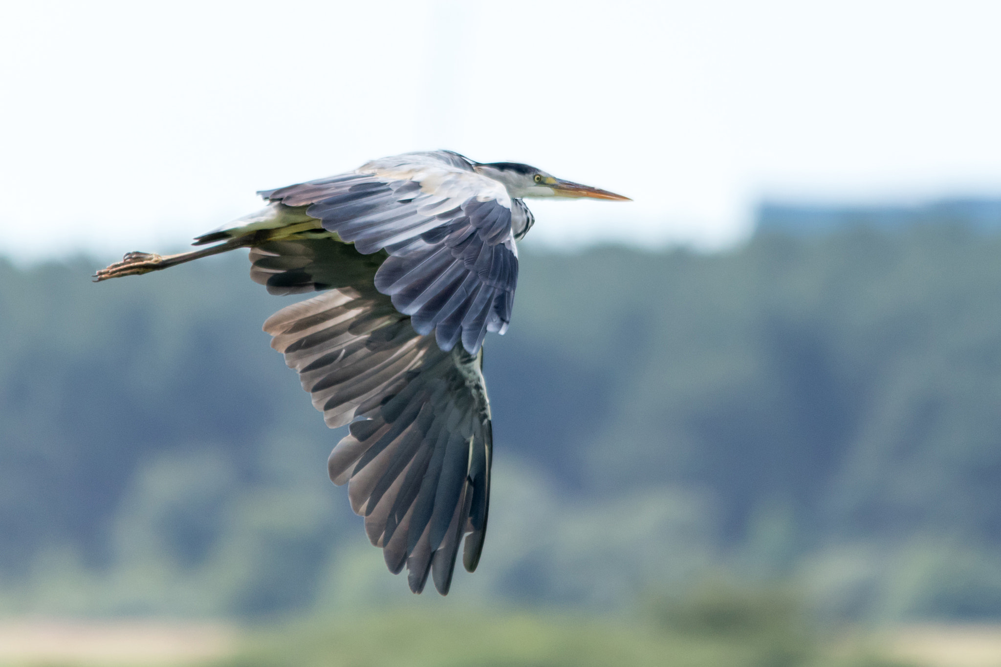 Sigma 150-500mm F5-6.3 DG OS HSM sample photo. Grey heron photography