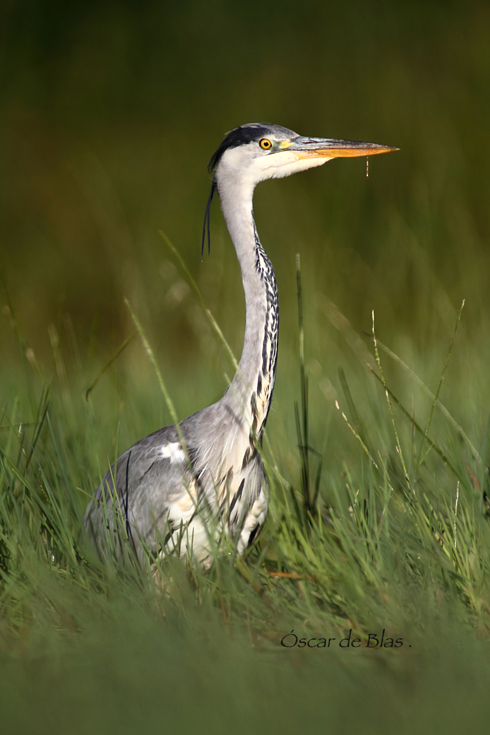 Canon EOS 7D + Canon EF 400mm f/2.8L sample photo. Heron photography