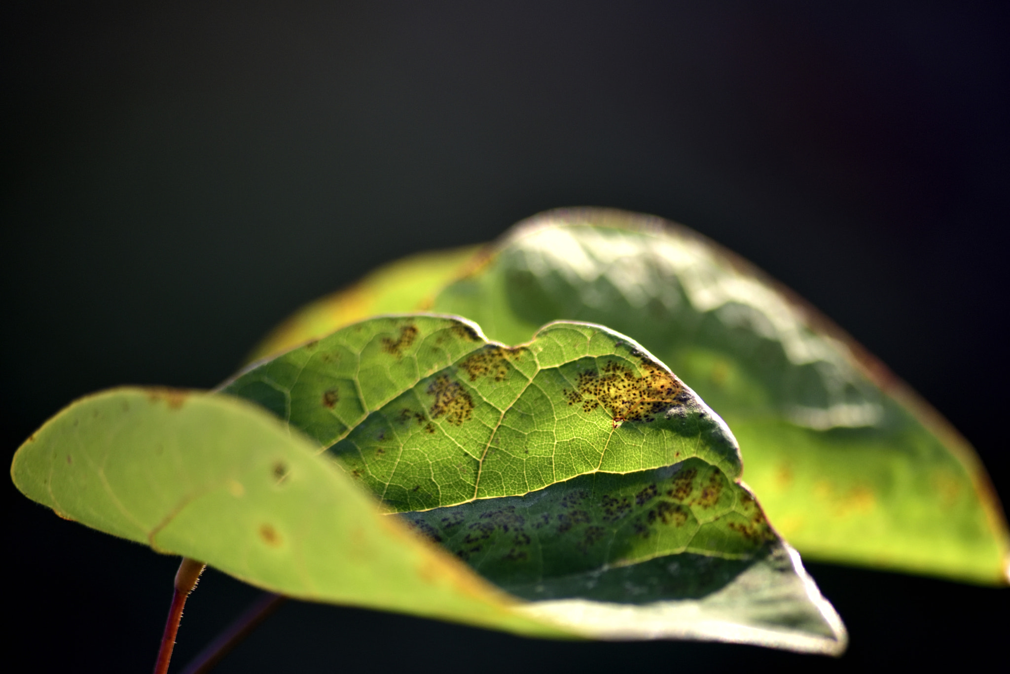 Sigma 70-300mm F4-5.6 APO Macro Super II sample photo. Two leaves in strong sunlight photography