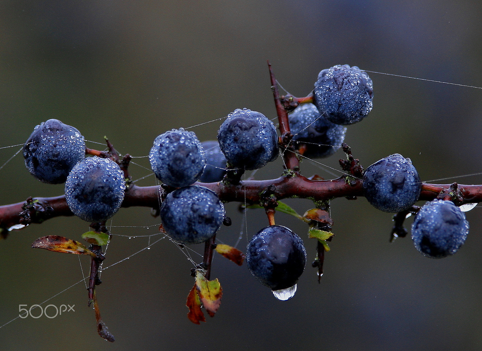 Canon EF 300mm F2.8L IS USM sample photo. () water drop on sloe photography