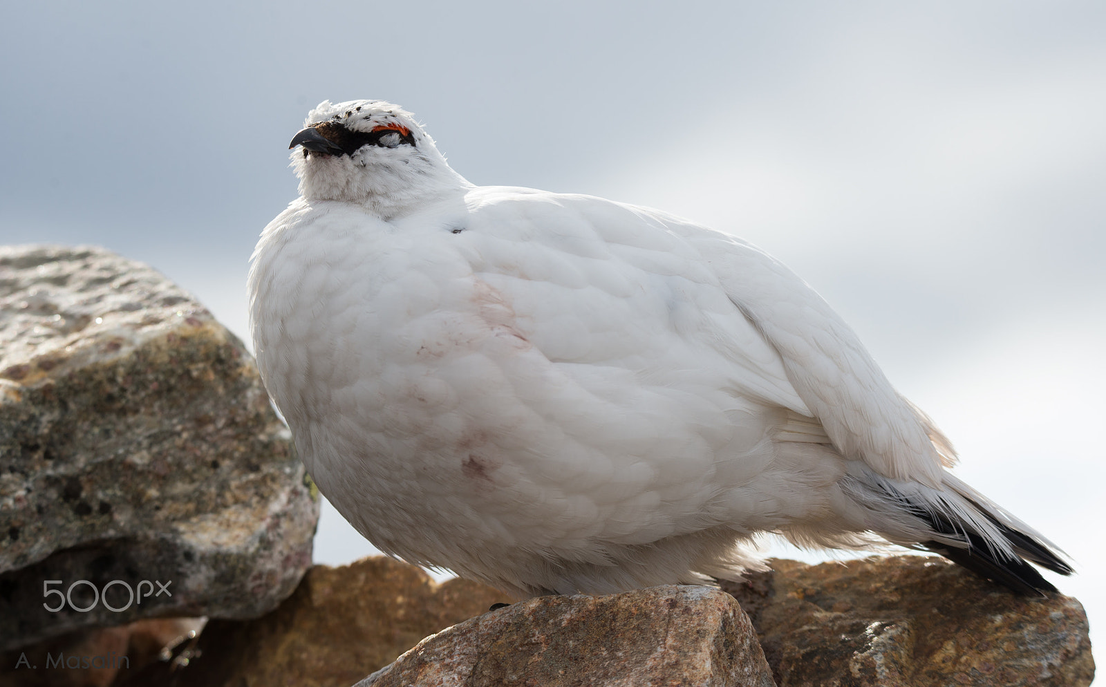 Nikon D600 sample photo. Sleeping rock ptarmigan photography