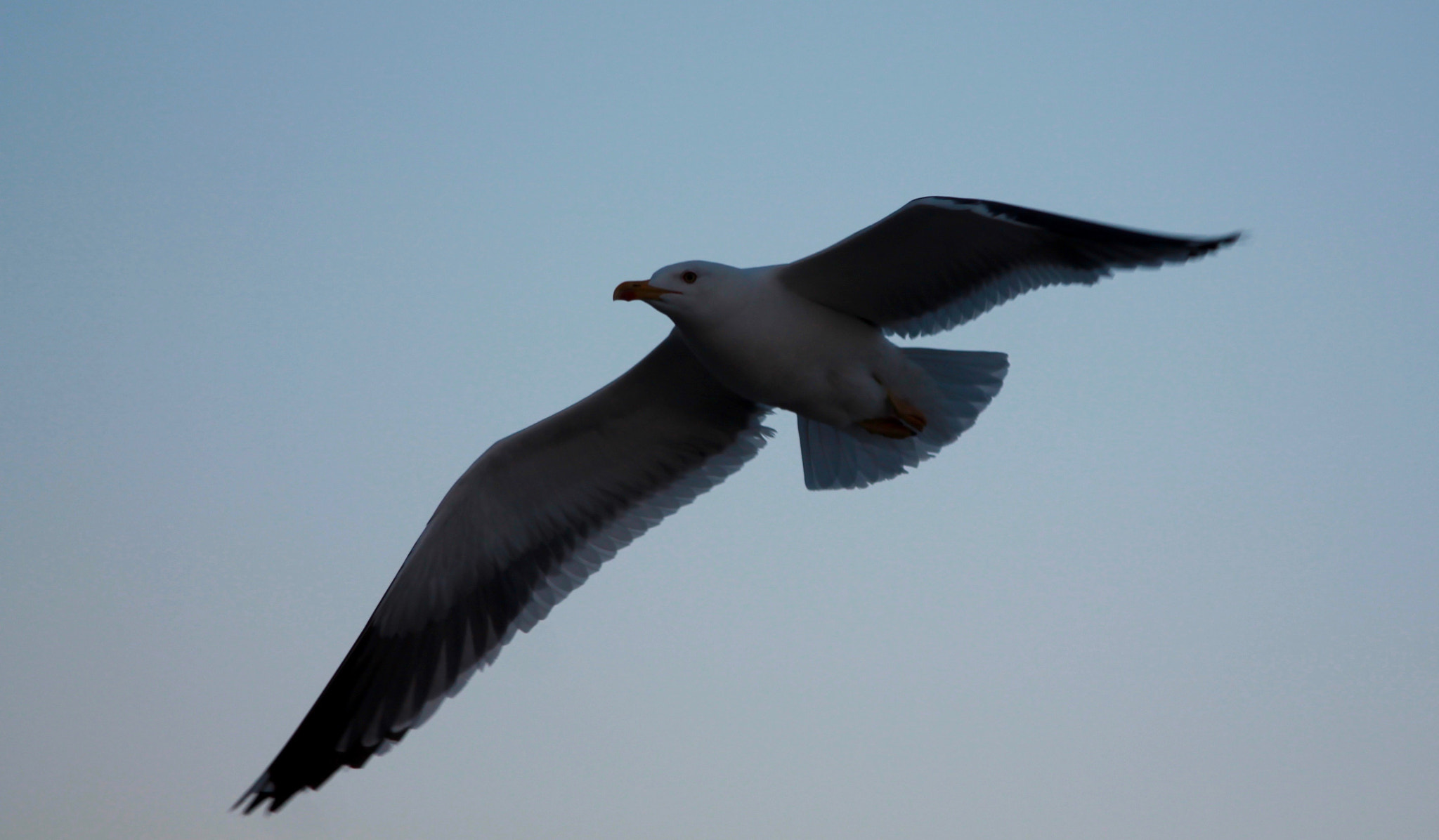 Sigma 50-200mm F4-5.6 DC OS HSM sample photo. Goeland photography