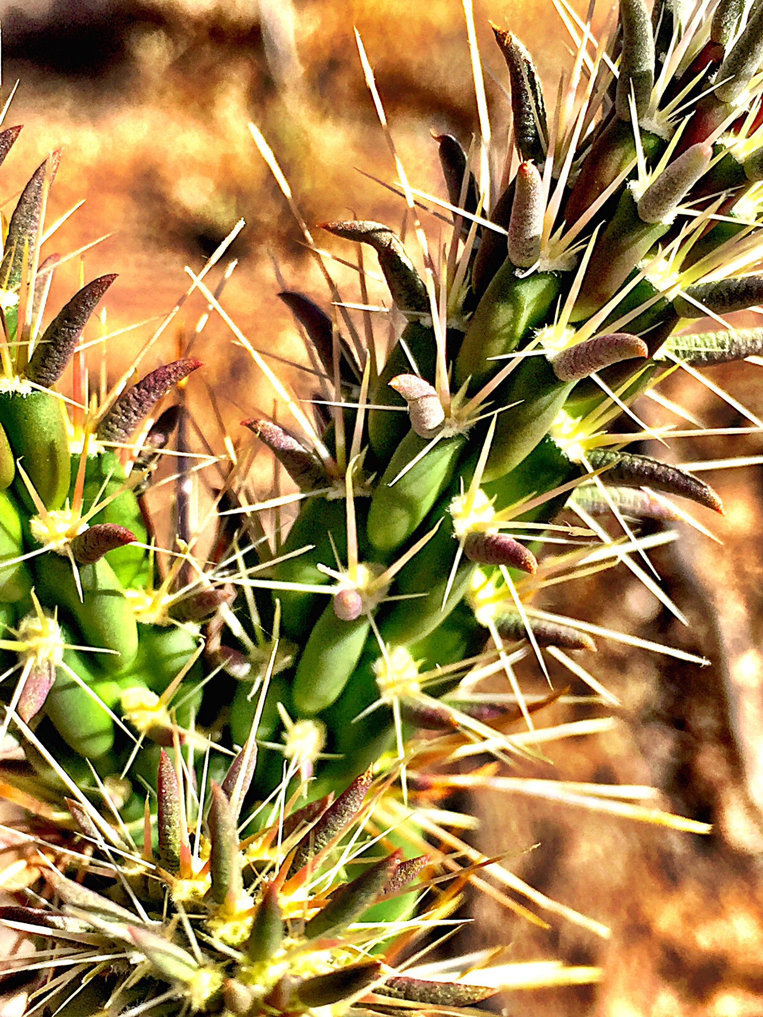 Apple iPhone7,2 sample photo. Sting of the cactus photography