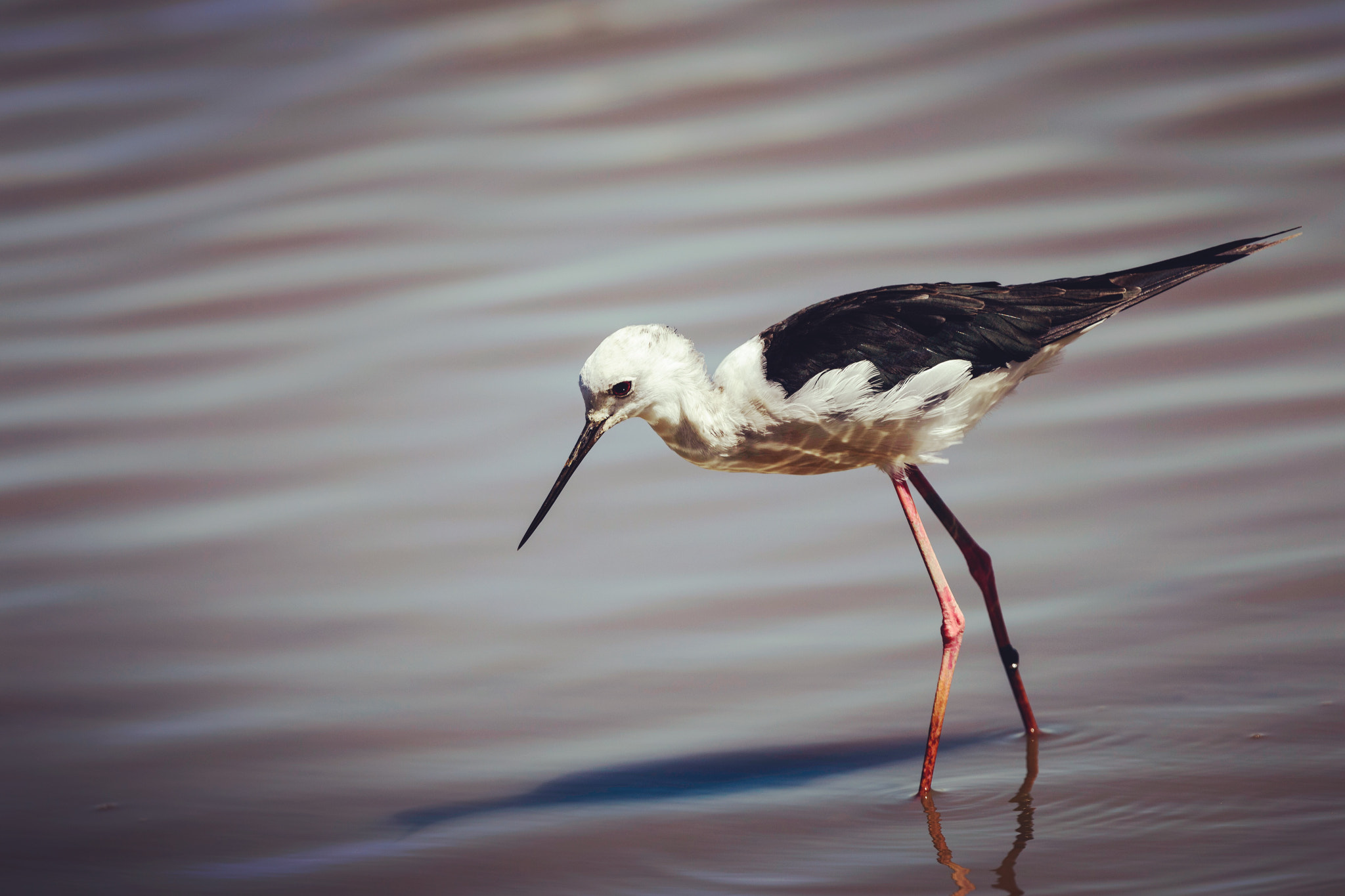 Nikon D800 + Nikon AF-S Nikkor 500mm F4G ED VR sample photo. Echasse pont de gau photography