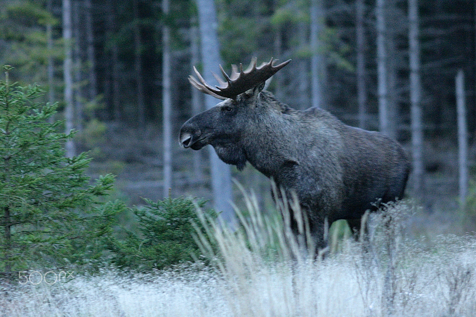 Canon EF 200mm F2.8L II USM sample photo. Moose in sweden photography