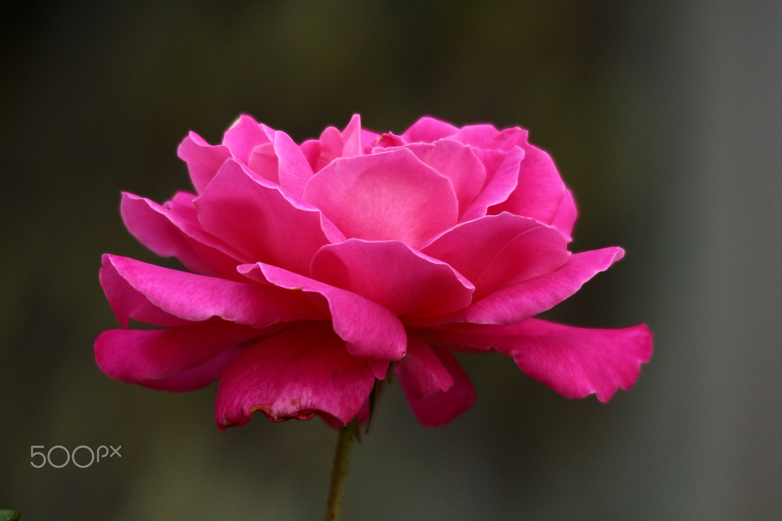 Sigma 150-500mm F5-6.3 DG OS HSM sample photo. Summertime pink photography