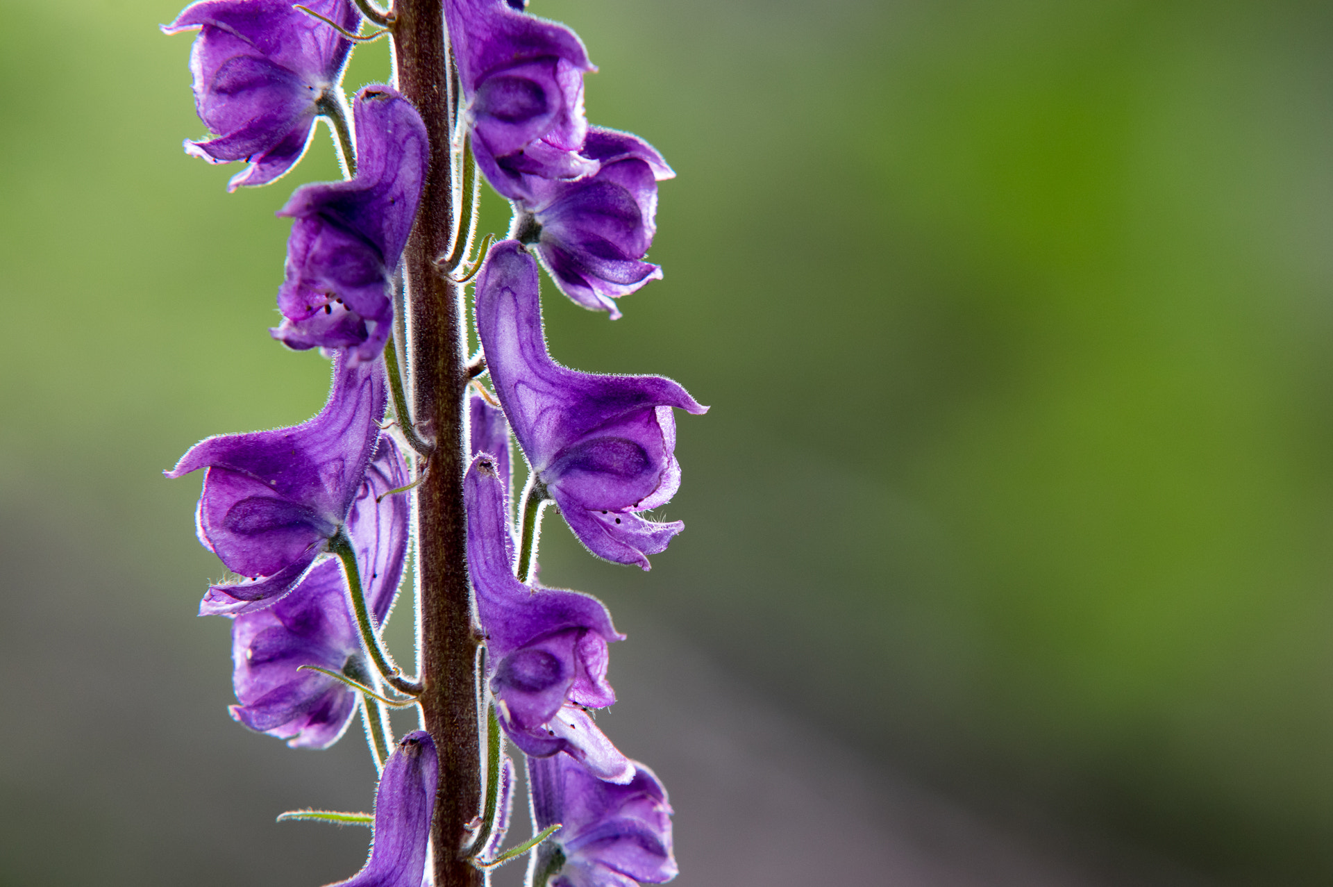 Sigma 70-200mm F2.8 EX DG Macro HSM II sample photo. Now, what is the name of this beautiful flower? photography