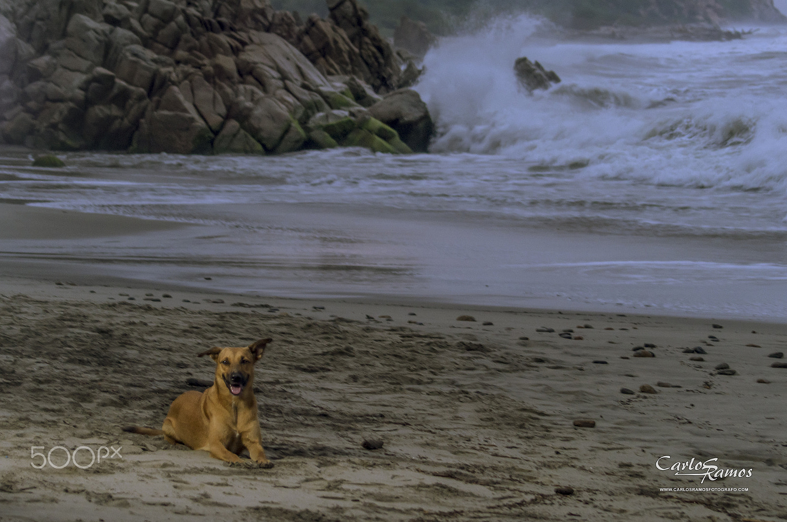 Sony SLT-A57 sample photo. Beach dog. her name is "salchicha" photography