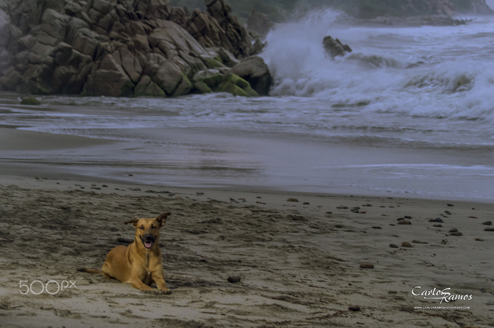Sony 75-300mm F4.5-5.6 sample photo. Beach dog. her name is "salchicha" photography