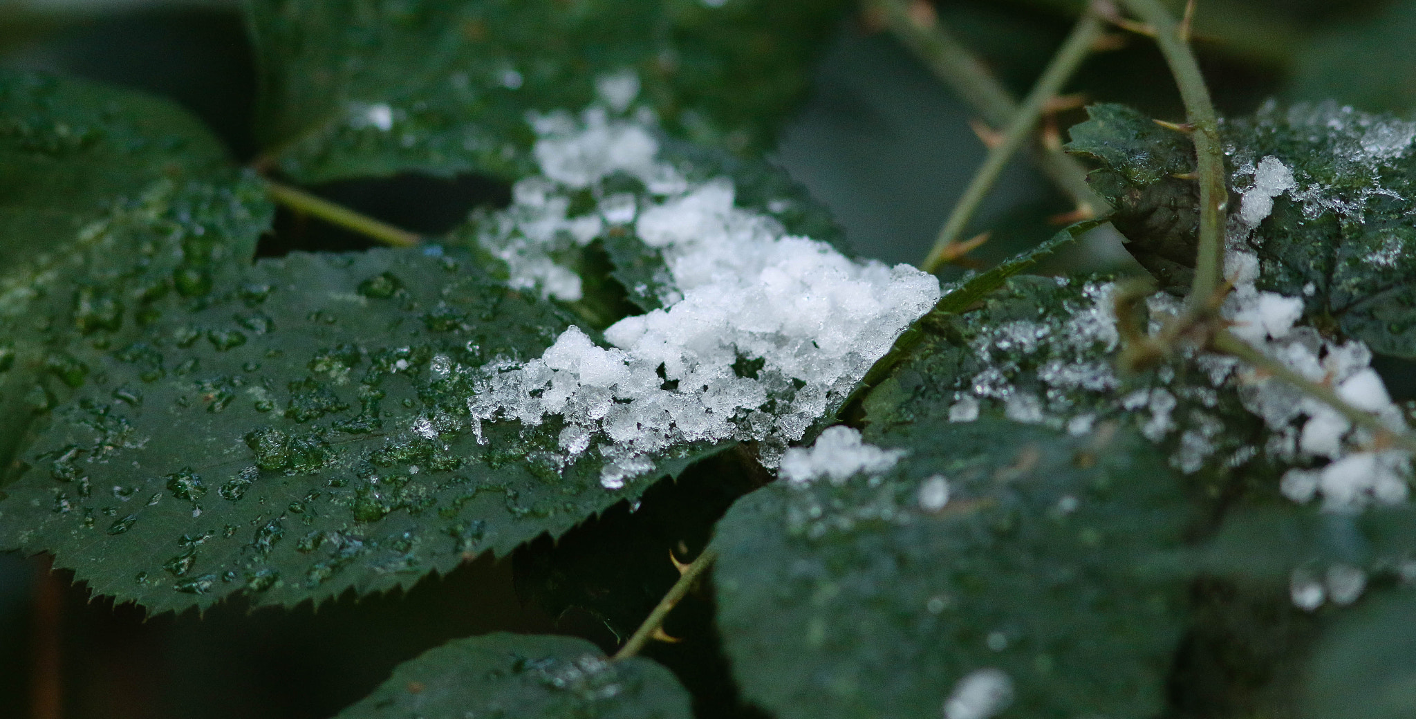 Canon EOS 70D + Canon EF 300mm F4L IS USM sample photo. Ice on leaves photography