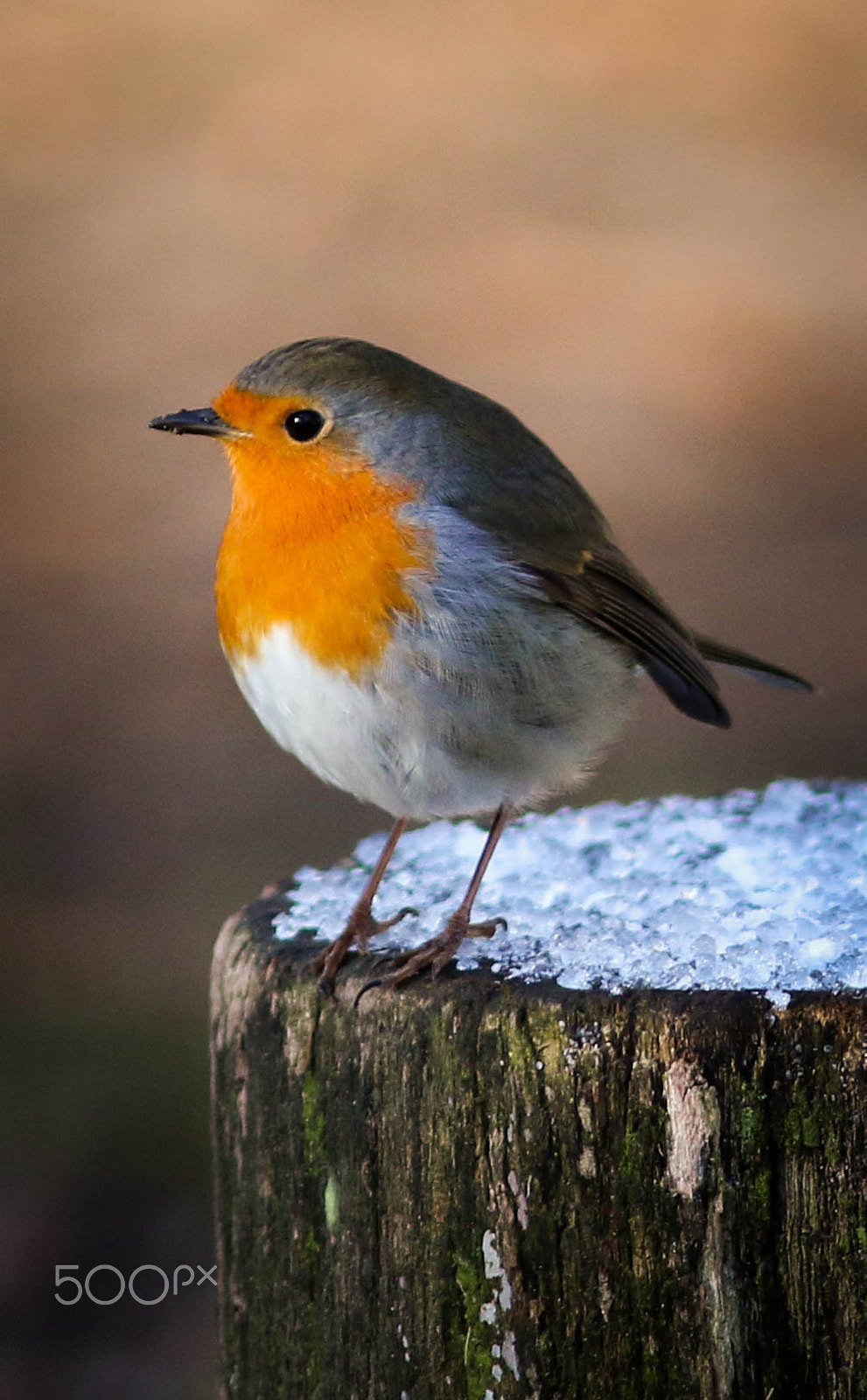 Canon EOS 70D + Canon EF 300mm F4L IS USM sample photo. European robin (erithacus rubecula) photography
