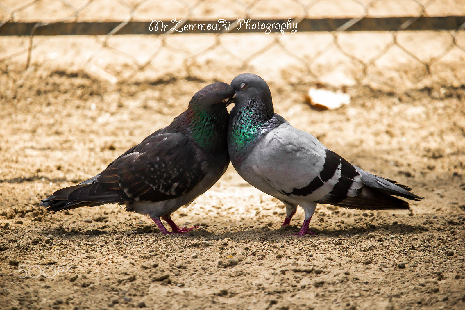 Canon EF-S 55-250mm F4-5.6 IS STM sample photo. Pigeon kiss photography