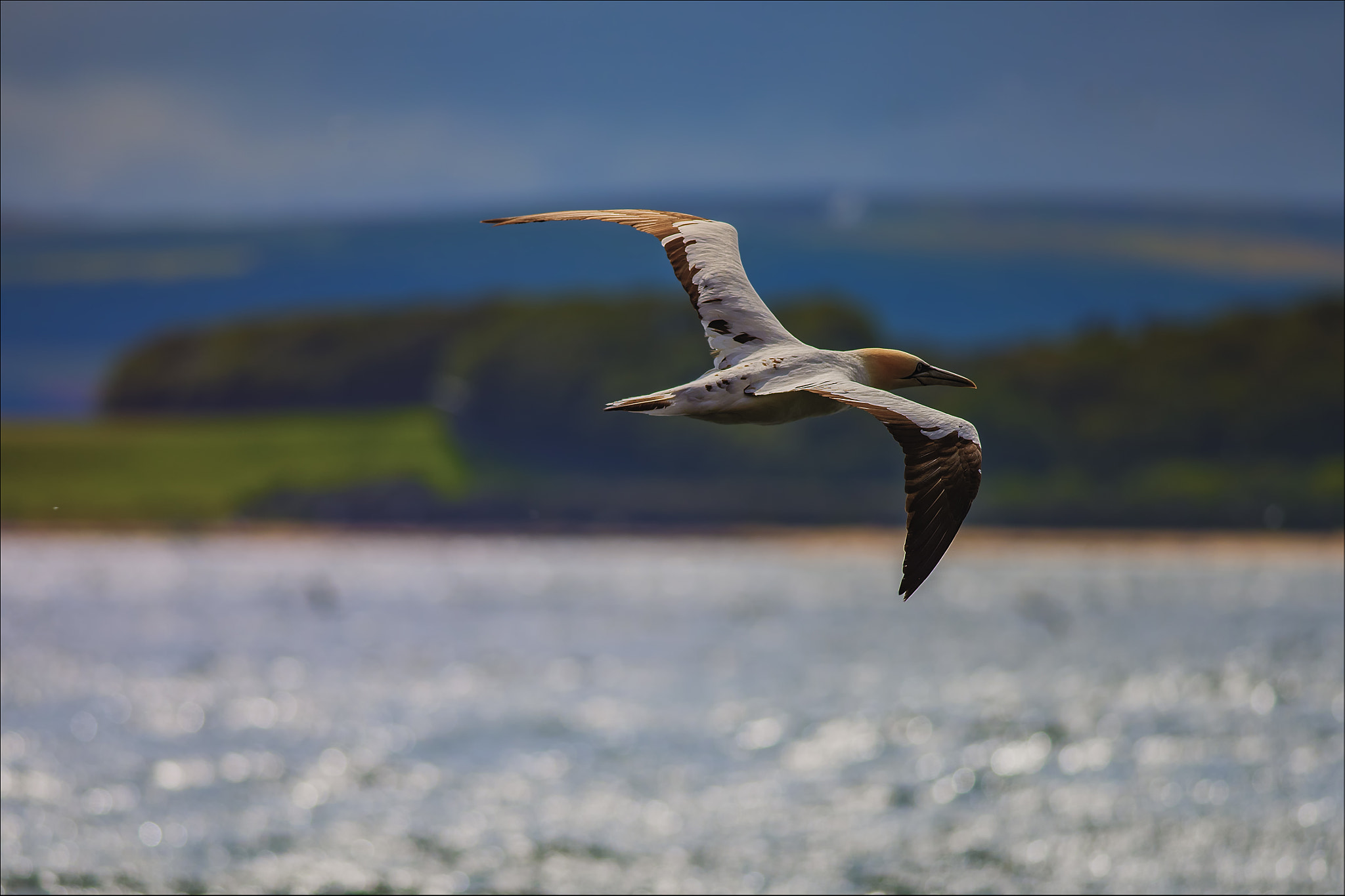 Nikon D810 + Nikon AF-S Nikkor 300mm F4D ED-IF sample photo. Gannet in flight photography
