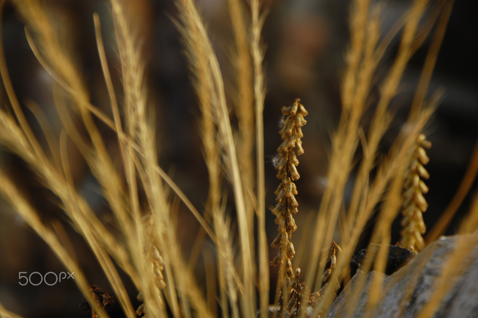 Nikon D40 sample photo. Es piga photography