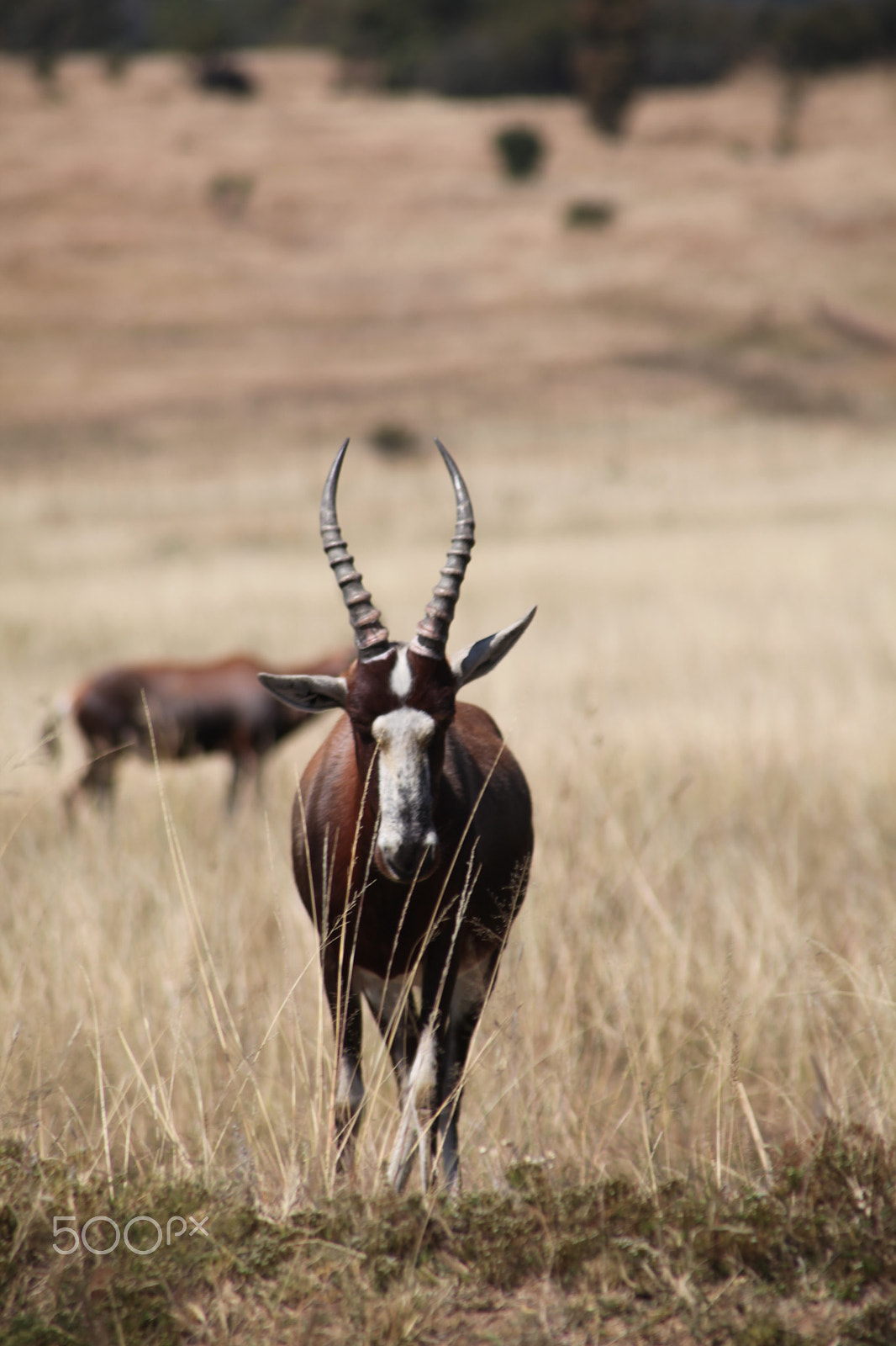 Canon EF-S 18-200mm F3.5-5.6 IS sample photo. Antelope, johannesburg. south africa photography