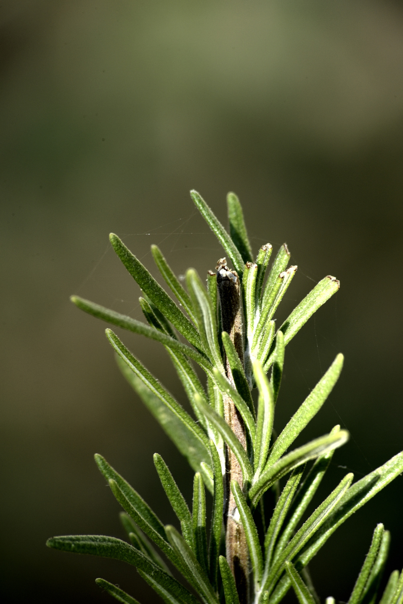 Sigma 70-300mm F4-5.6 APO Macro Super II sample photo. Rosemary branch photography
