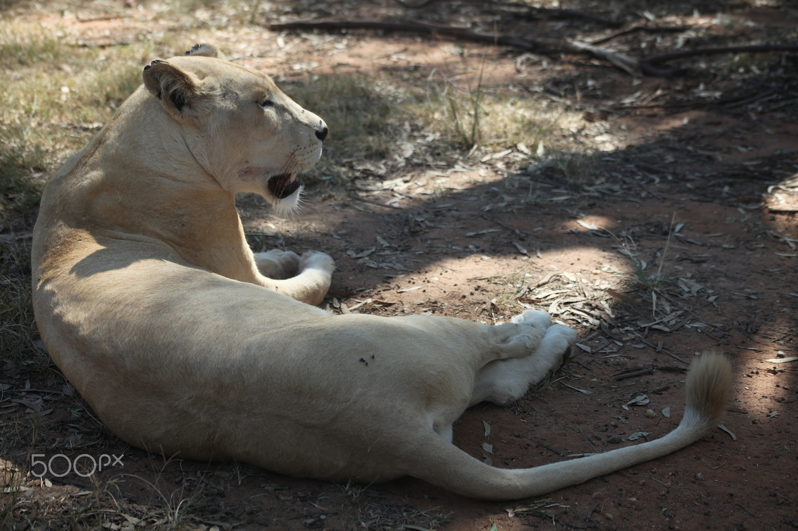Canon EF 75-300mm f/4-5.6 USM sample photo. White lioness, johannesburg. south africa photography