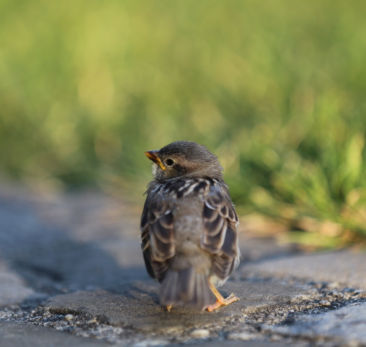 Canon EF 70-200mm F2.8L IS II USM sample photo. Ready for take off photography