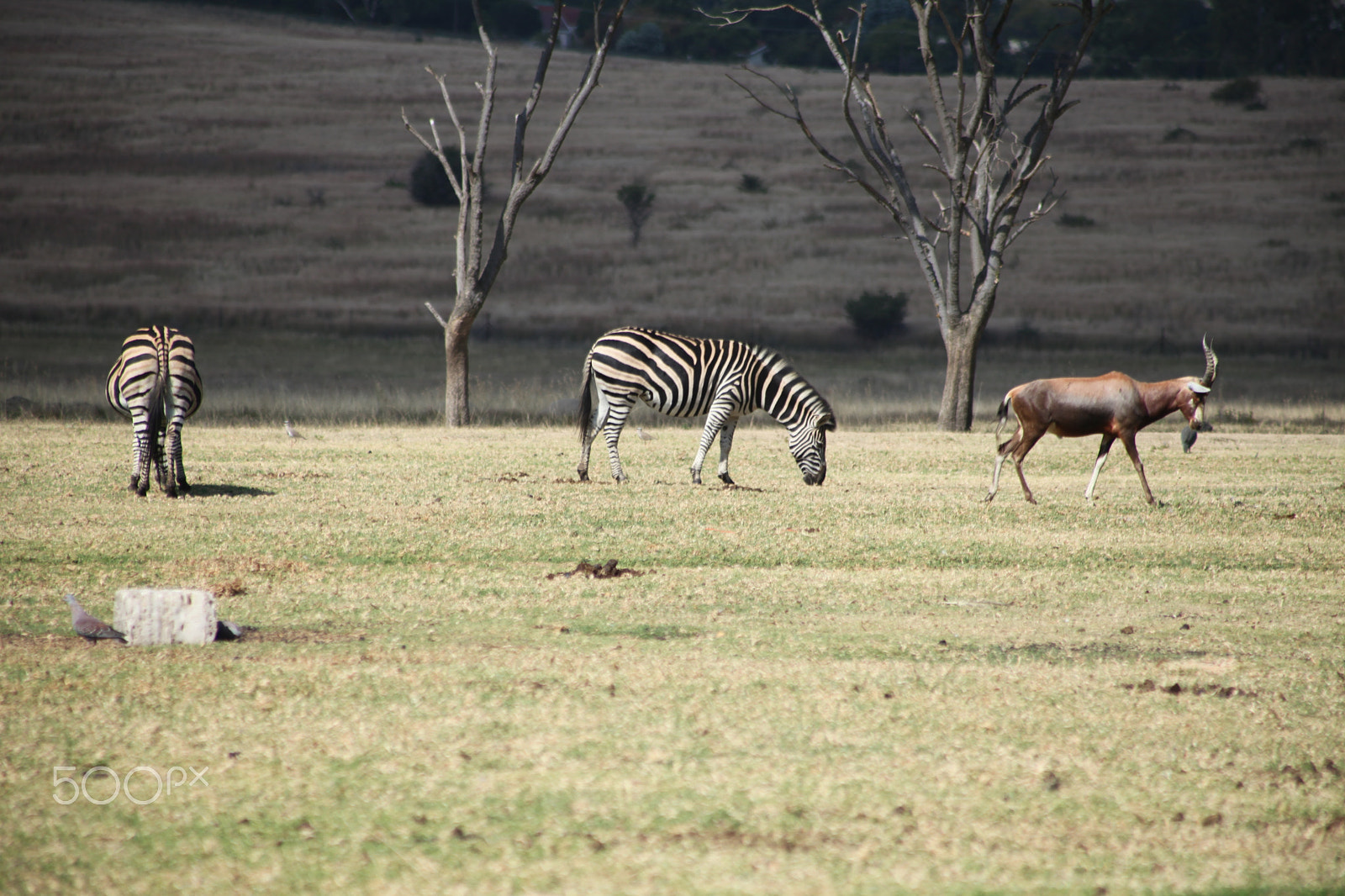 Canon EF 75-300mm f/4-5.6 USM sample photo. Cebras and antelope, johannesburg. south africa photography