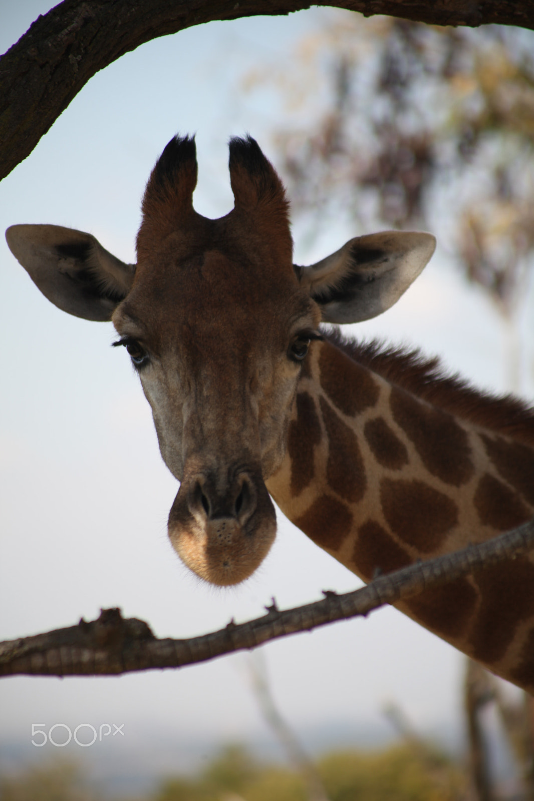 Canon EF-S 18-200mm F3.5-5.6 IS sample photo. Giraffe, johannesburg. south africa photography
